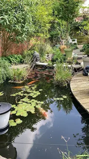 Teich im Garten der Praxis